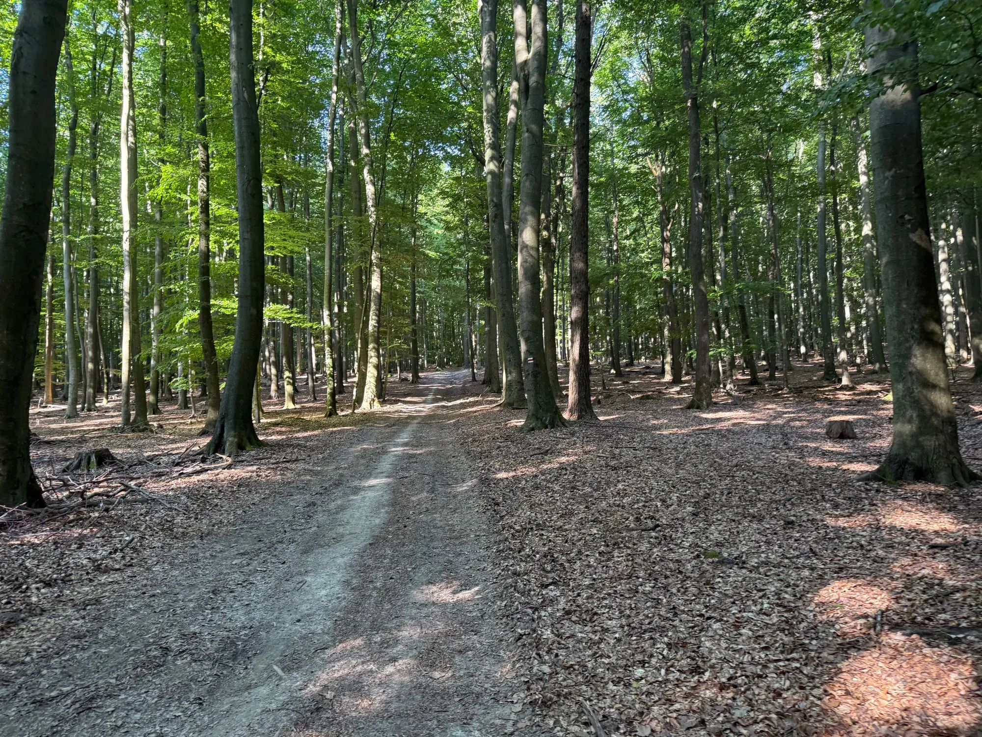 Lesná cestička