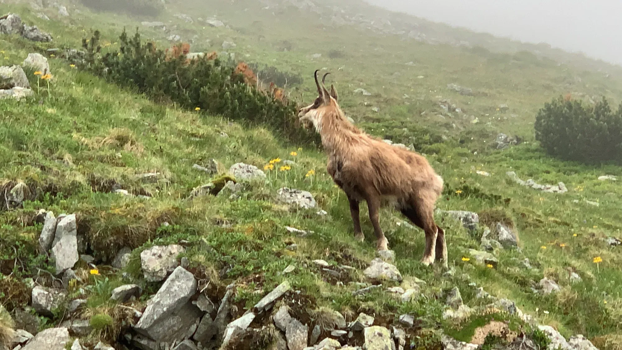 Kamzík stojaci na skalnatom svahu v hmle